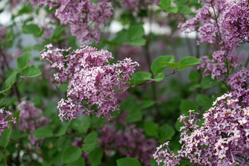 Dwarf Korean lilac tree flower close up, syringa oleaceae