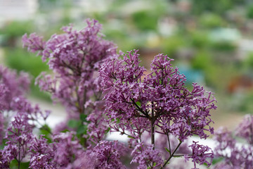 Fototapeta premium Dwarf Korean lilac tree flower close up, syringa oleaceae