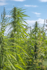 fields of industrial hemp in Estonia