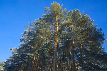 Pine forest in winter.