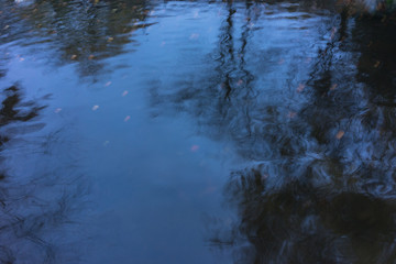 Obraz na płótnie Canvas water reflection, tree mirrored in pond