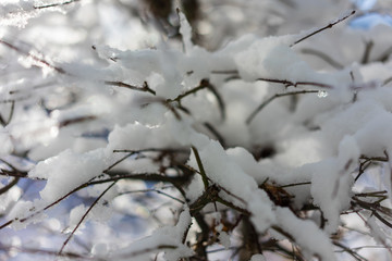 bench of maple tree covered in snow