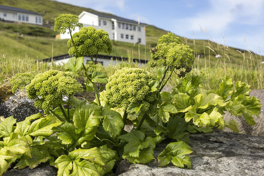 Angelica archangelica is an typical herbal plant
