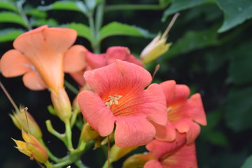 Vibrant Orange Trumpet Flowers in Spring