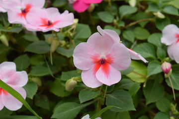 Vibrant Blooming Flower in Spring