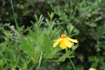 Solitary Wildflower in the Sun