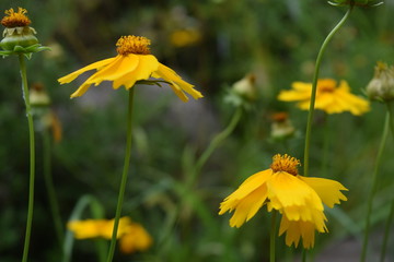 Blooming Wildflowers in Spring