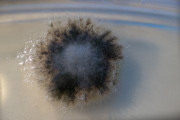 mold growth on agar