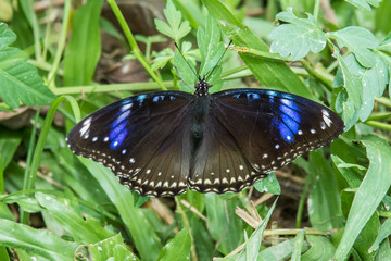butterfly fly in morning nature , Close-up of butterfly , Butterfly with nature light
