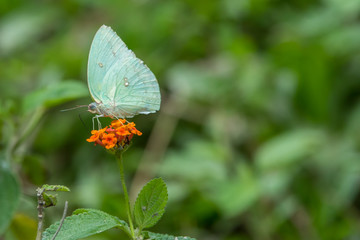 butterfly fly in morning nature , Close-up of butterfly , Butterfly with nature light