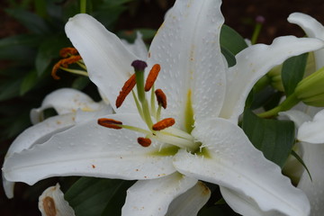 Blooming White Oriental Lilly