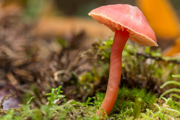 fungi closeup in deep jungle 