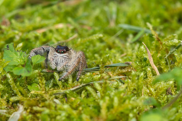 Close-up of Jumping Spider , Jumping Spider of Borneo , Jumping Spider , Beautiful Jumping Spider