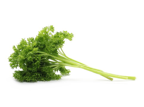 Fresh green parsley leaves isolated on white background