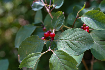 Red berry on the branches in the forest