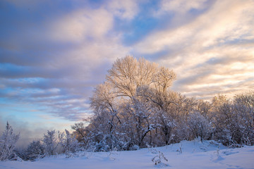 picturesque view of snow covered trees in countryside at sunset
