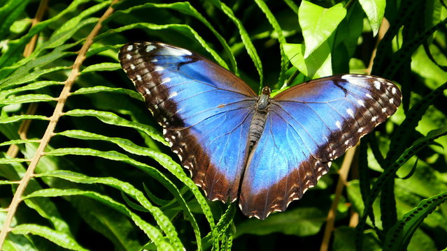 gro&szlig;er Blauer Morphofalter sonnt sich im Regenwald auf einem gr&uuml;nen Farnblatt 