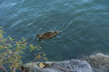 duck swimming near shore with rocks and water