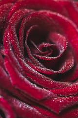 Red rose close-up with water dew drops, macro photo