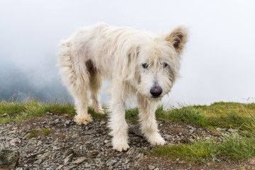 Large white shepherd dog