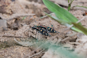 Tiger Beetle on maiting , Close-up on Tiger beetle , 