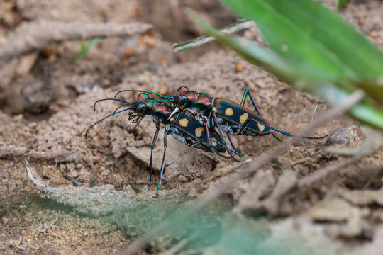 Tiger Beetle on maiting , Close-up on Tiger beetle , 