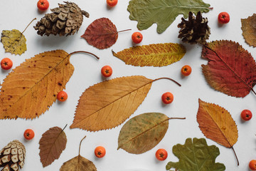 autumn fall flat lay, top view creative pattern arrangement.