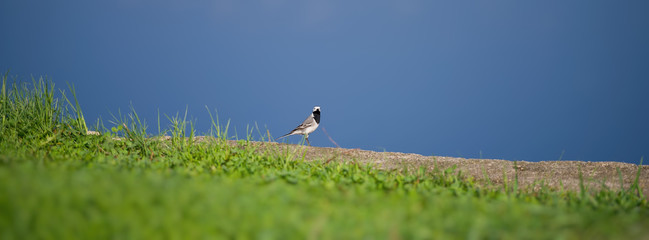Search Photos Nature Lake Forest