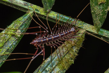 A Centipede with Multiple Legs 