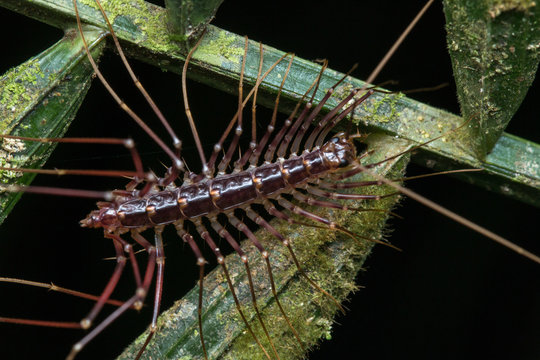 A Centipede with Multiple Legs 