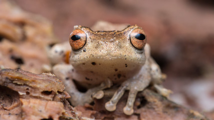 Cuter Frog of Borneo