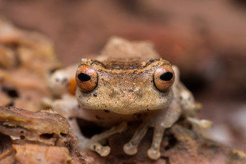 Obraz premium Cuter Frog of Borneo