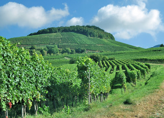 Fototapeta na wymiar Weinbau in der Kaiserstuhl Weinregion im Schwarzwald,Baden-Württemberg,Deutschland