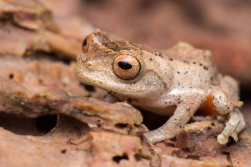 Cuter Frog of Borneo