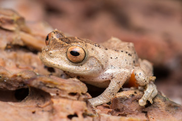 Cuter Frog of Borneo