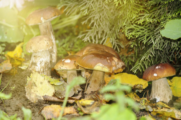 White mushrooms grow in the autumn forest. Noble boletus mushroom.