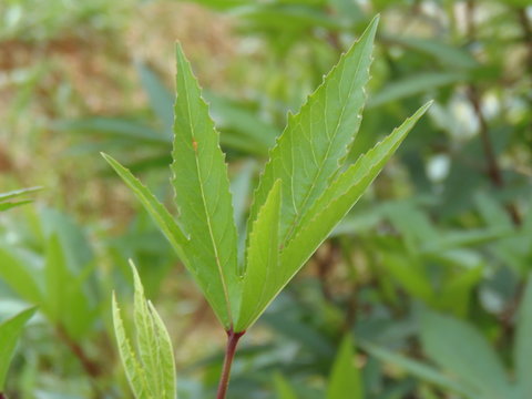 Plant
