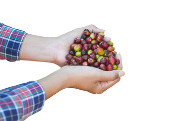 Lady hands holding fresh coffee bean during coffee mill process isolated over white - people and small farming agriculture concept