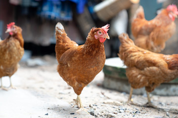 close up brown Rhode Island Red hen chicken in a yard on a local farm