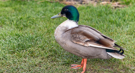 German duck isolated near a canal