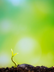 Freshness new life, leaves of young plant seedling in nature