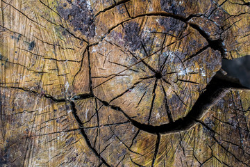 Natural background, brown textured bark, alive and growing, natural and natural curves and...