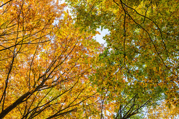 Autumn forest with yellow leaves