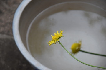 Gelbe Blumen in einer Schale in einem sommerlichen Garten