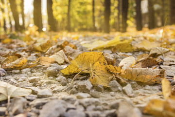 Autumn forest with yellow foliage in moderate sunlight
