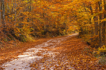 Forest road in the autumn