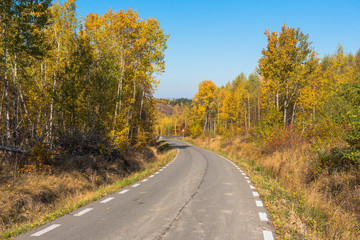 Forest road in the autumn