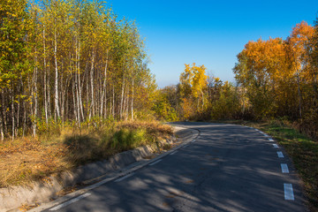 Forest road in the autumn