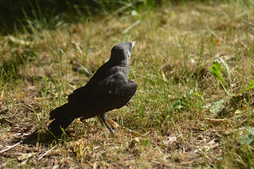 The rooken chick walks in the green grass in the park.