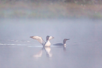 Red throated loon